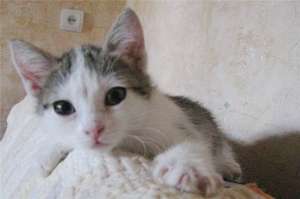 ����������� ������� ����� (2���.) � ������� ���� - ����������