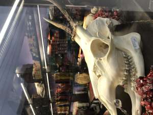 ����������� ������� ������. �������� ��������. ����������� �����, �������. ������� ����. ����������. - ����������