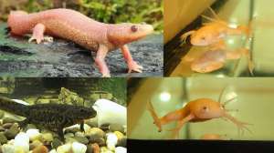 ����������� ��������: 1 ������ ��������, 1 ������ � 2 ���� ������� - ����������