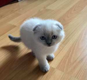 ����������� �������� ���������� ����������� ����� - ����������