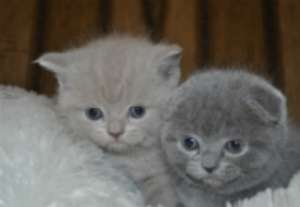 ����������� ���������