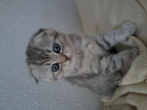 ����������� ��������� ������