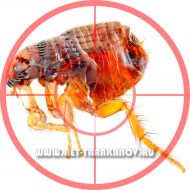 ����������� ���������, ������, ����.