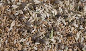 �����������, ����������, ����� �����, ����������. �������� ������. - ����������