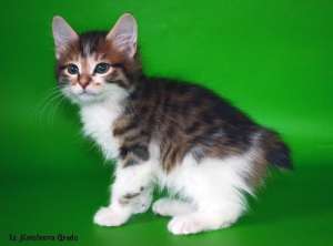 ������-������, ��� ����.