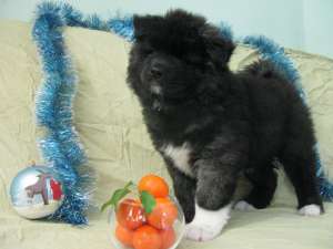 ������������ �����