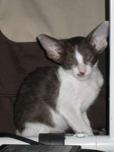 ������������ ������