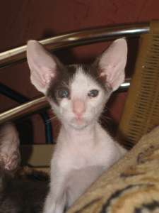 ������������ ������