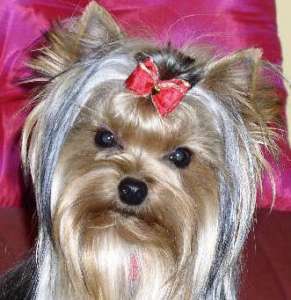 ������-������ ������� � ������ ����