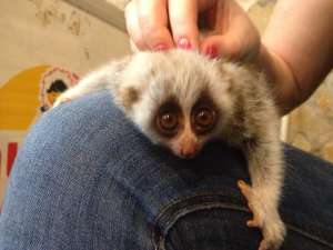 ����-��������� ����