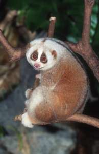 ����-��������� ����