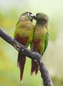 ������������� ������� Pyrrhura frontalis ������ ��������� �������� - ����������