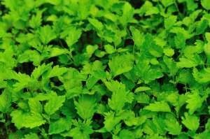 ������������� ���������������� ������ � ������ Vector Plus - ����������