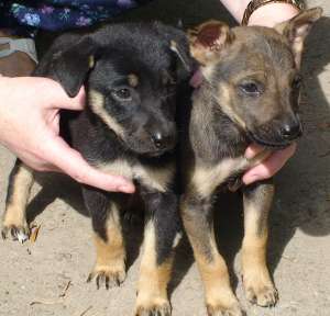 �������������� �������� ���� ������ ���� - ����������