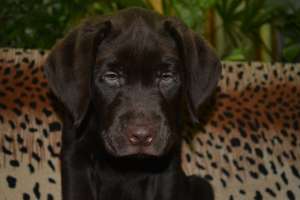 �������������� ��������- �����������