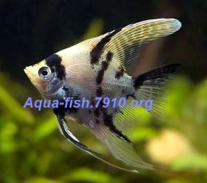 ��������-������� "Aqua-fish.7910"