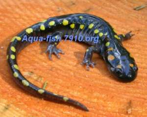 ��������-������� "Aqua-fish.7910"